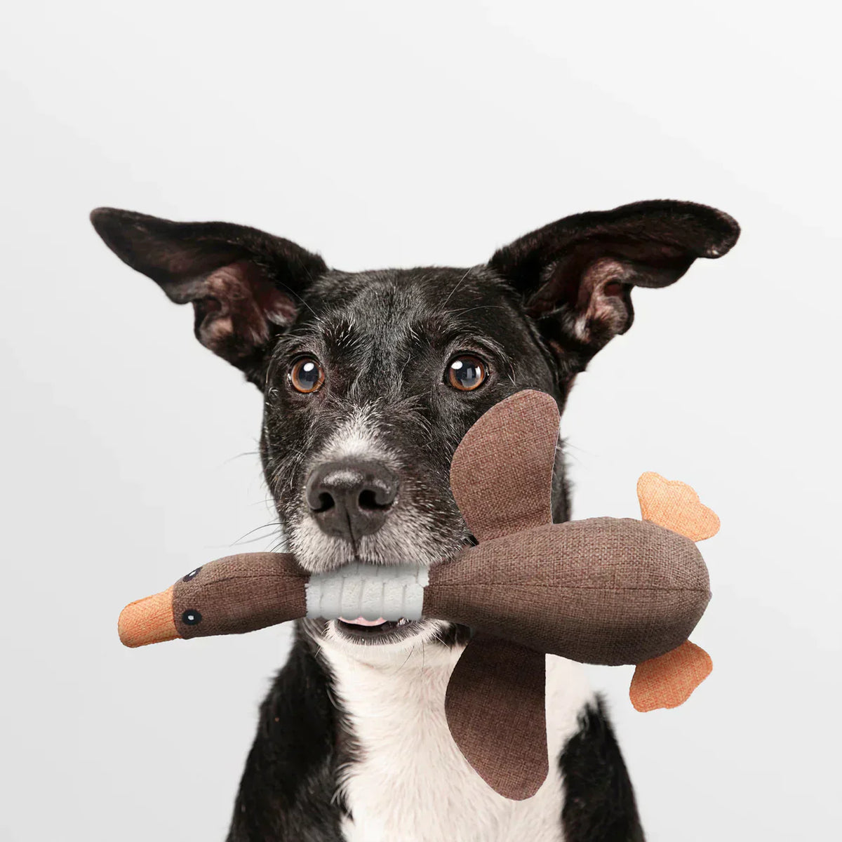 Syhood Kauseile Für Hunde – 48 Stück, Baumwolle, 2 Knoten, Für Kleine & Mittelgroße Hunde, Spielzeug Zum Tauziehen