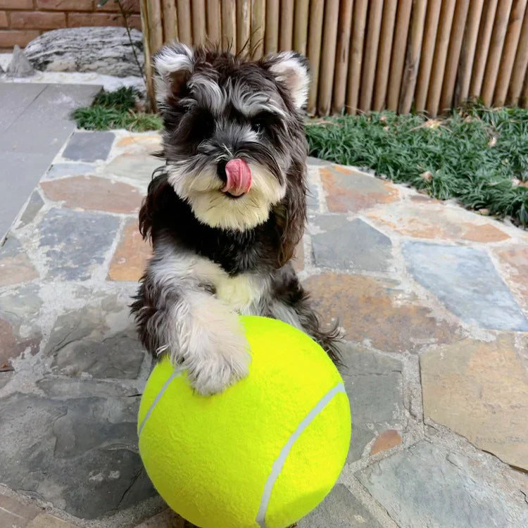 Clawlio | hundespielzeug unkaputtbar für stundenlangen Spaß-5